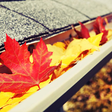 Leaves in the Gutter