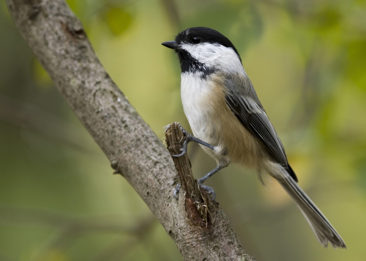 Bird Resting on a Branch