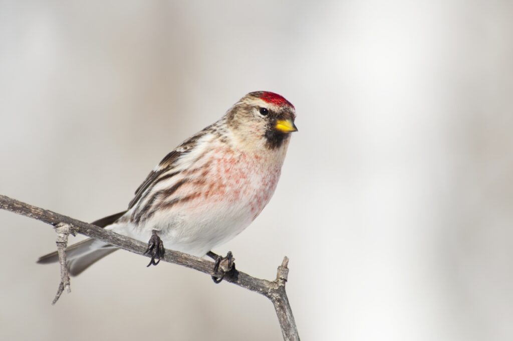 Bird Sitting on a Branch