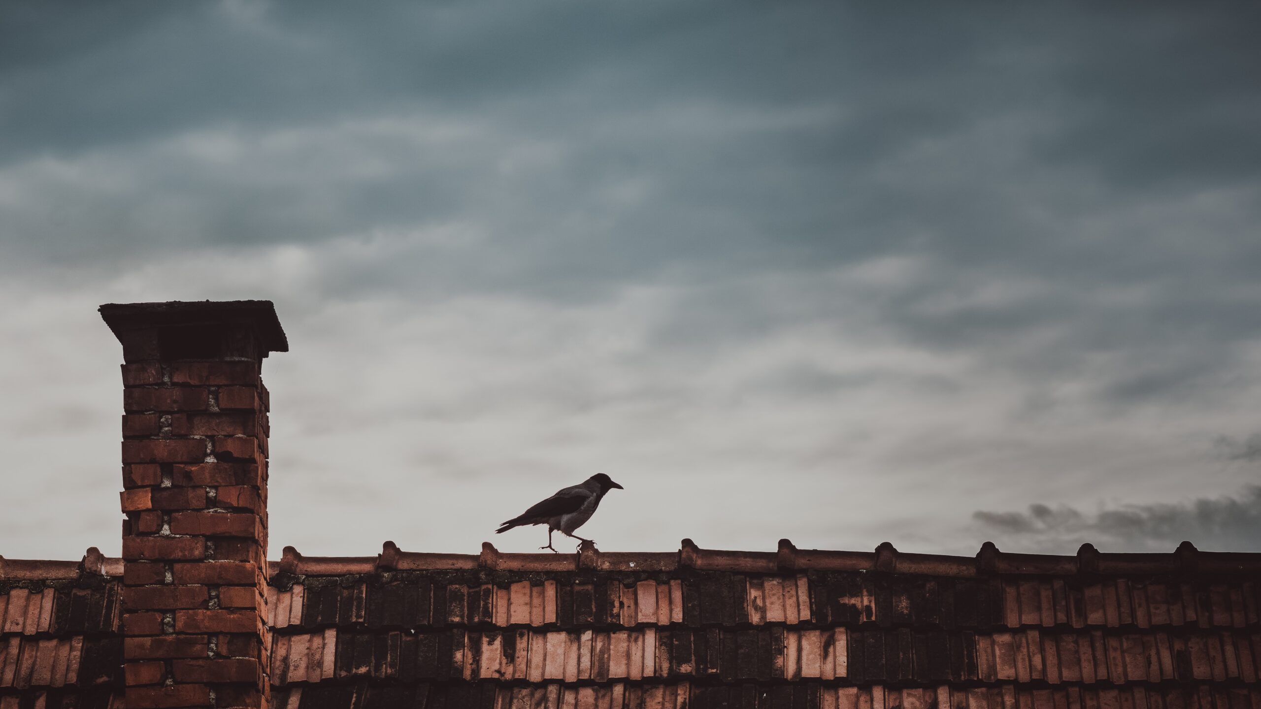 Raven on Rooftop Near a Chimney