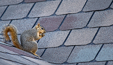 Squirrel on a Rooftop