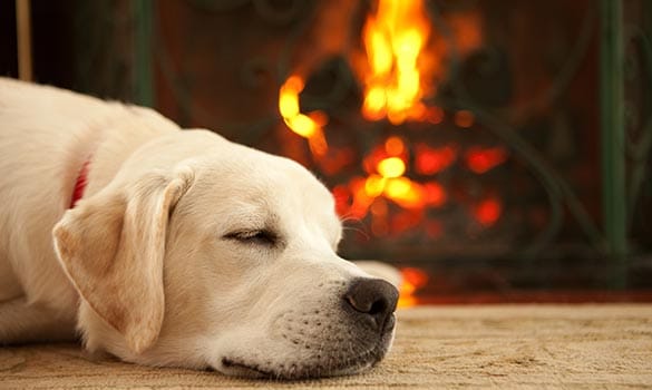 a dog sleeping in front of a fireplace