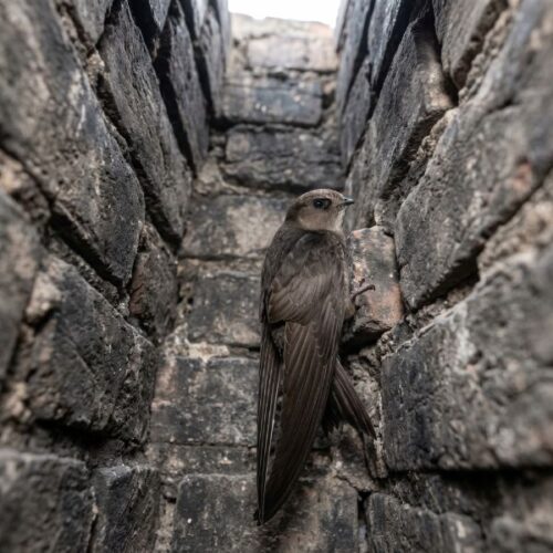 swift in a chimney