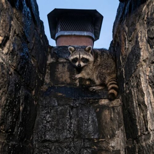 raccoon in a chimney