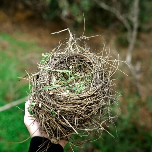 nest